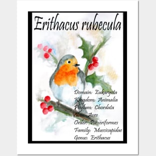 Robin redbreast Posters and Art